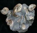 Hoploscaphites Ammonite Multiple Display #6101-5